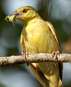 Village Weaver