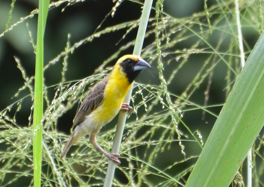 Tisserin gros-bec mâle adulte, identification