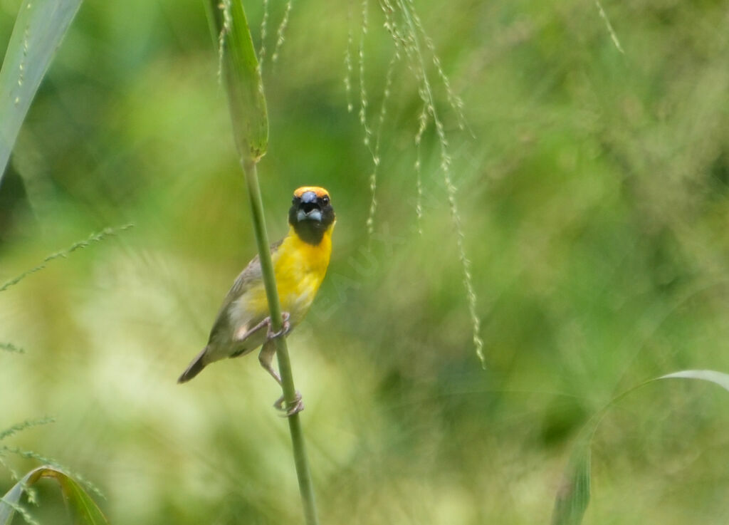 Compact Weaver male adult, identification