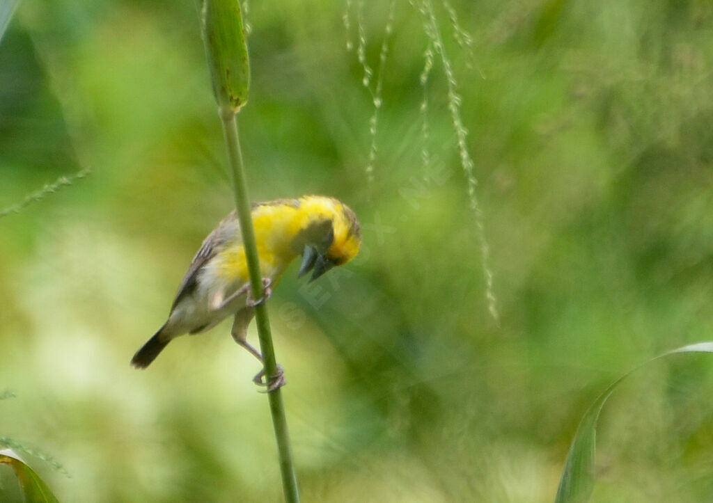 Compact Weaver male adult, identification