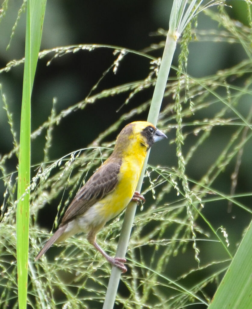 Compact Weaver male adult, identification