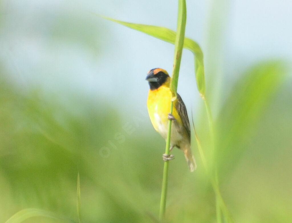 Compact Weaver female adult, identification