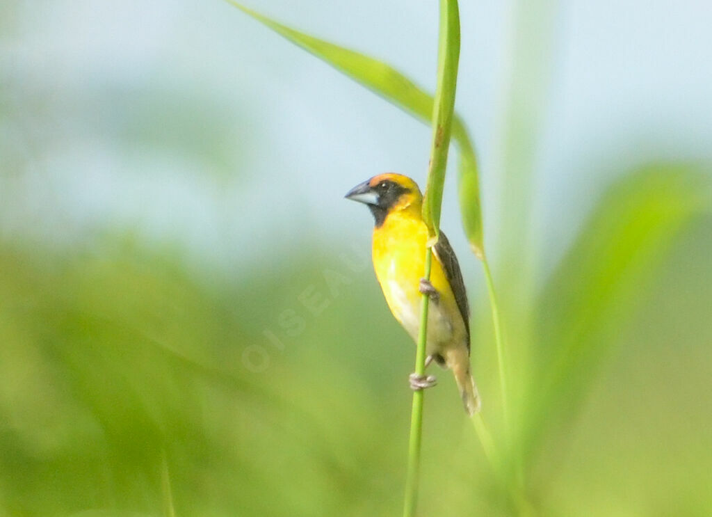 Compact Weaver female adult, identification