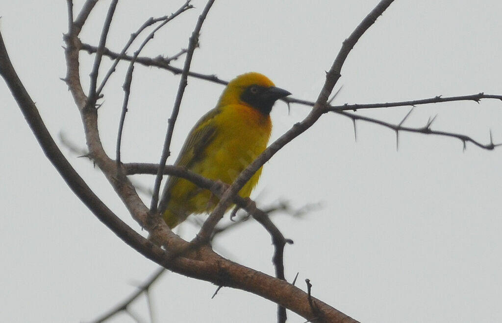 Heuglin's Masked Weaver male adult, identification