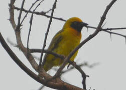 Heuglin's Masked Weaver