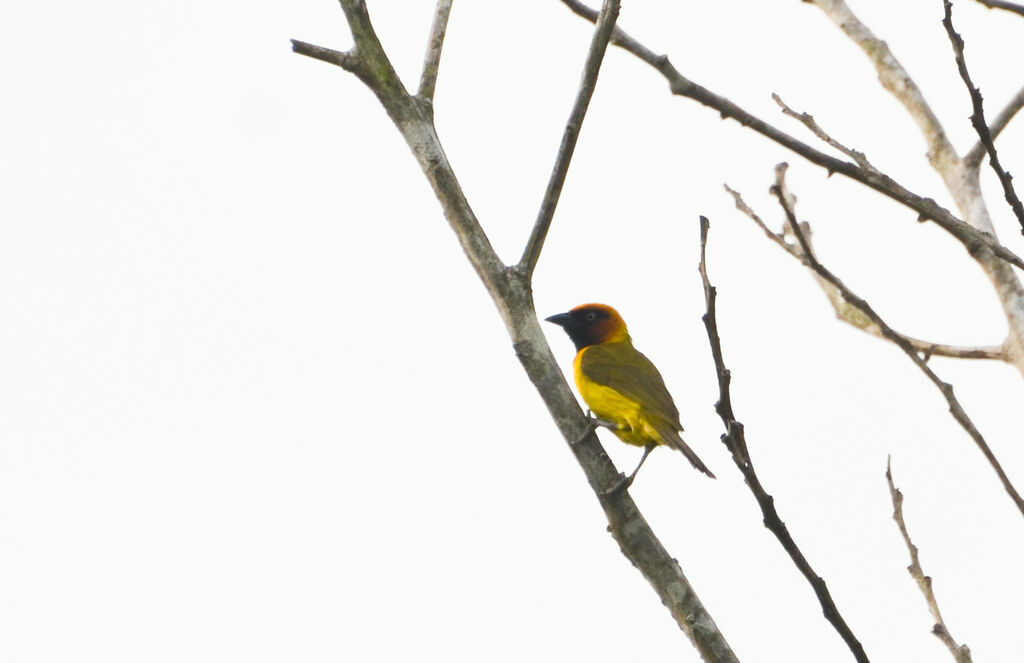 Heuglin's Masked Weaver