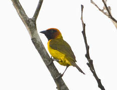 Heuglin's Masked Weaver