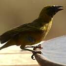 Tisserin minule