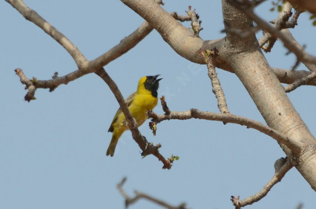 Little Weaver male adult, identification