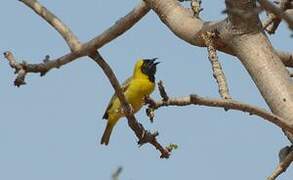 Little Weaver