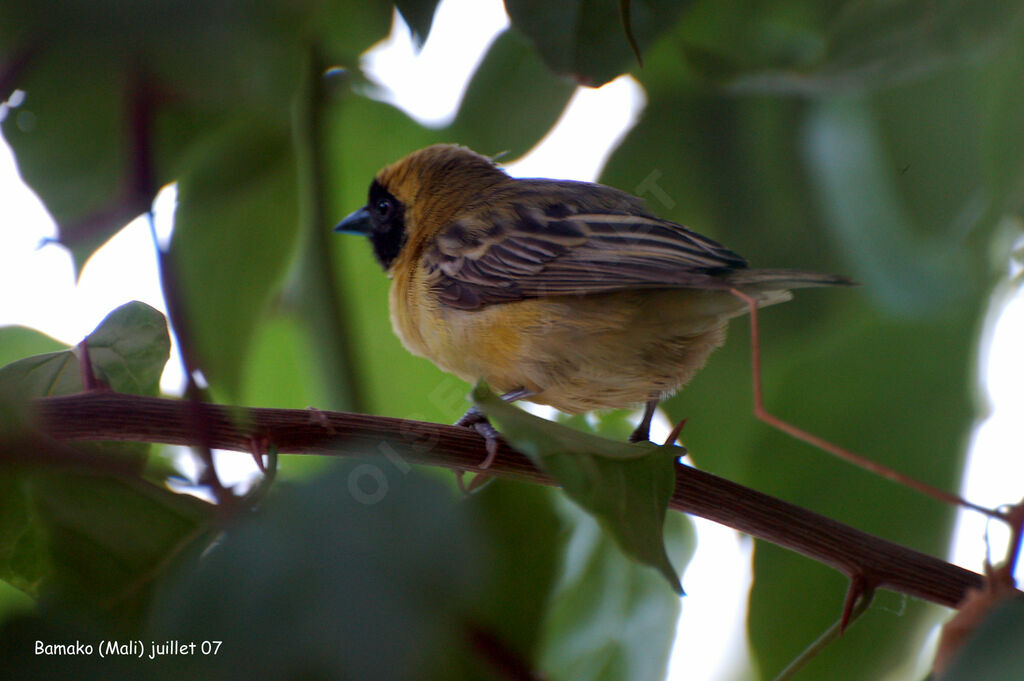 Little Weaver