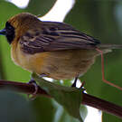 Tisserin minule