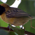 Tisserin minule