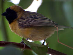 Little Weaver