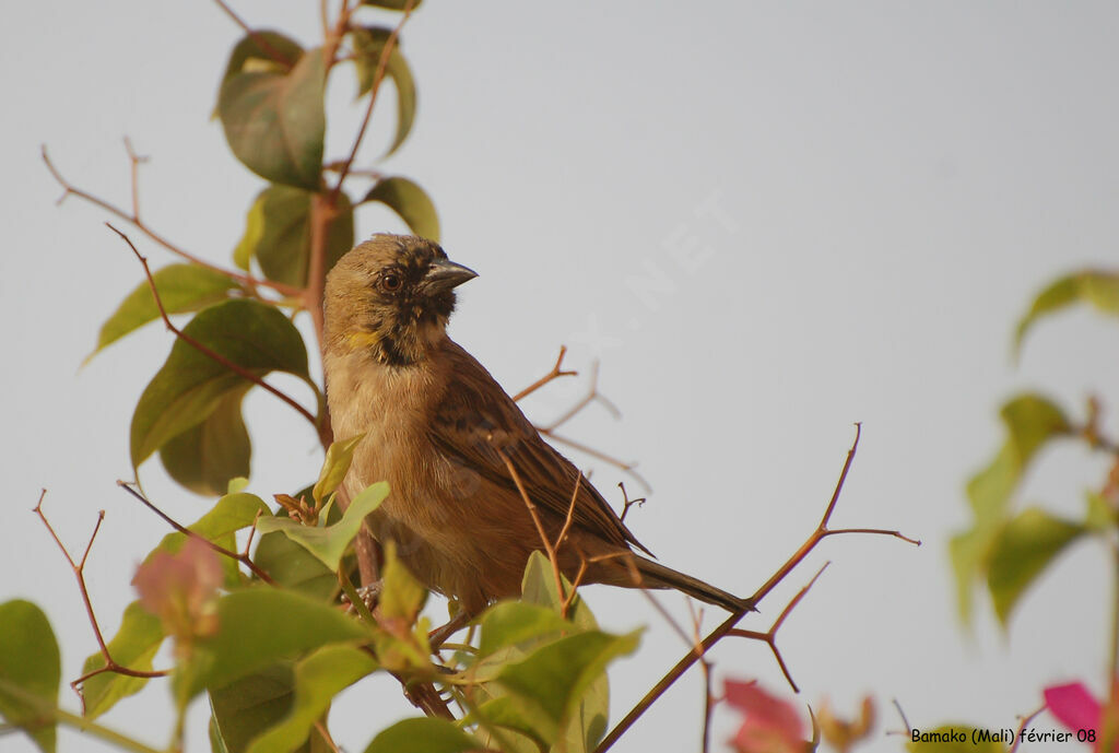 Little Weaver male