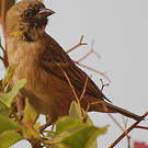 Tisserin minule