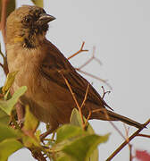 Little Weaver