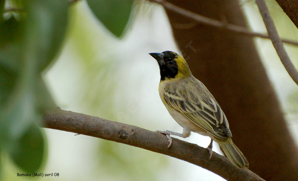 Tisserin minule mâle adulte