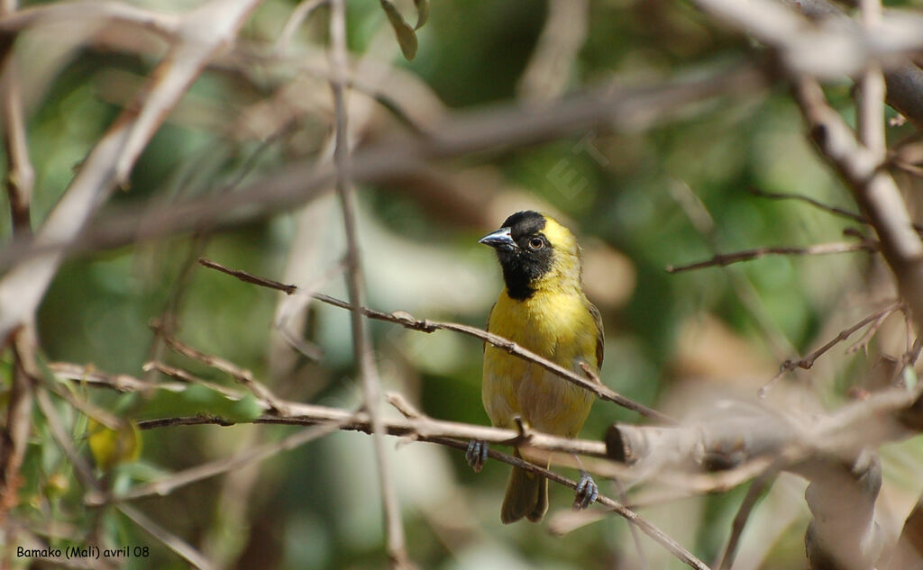 Little Weaver male adult