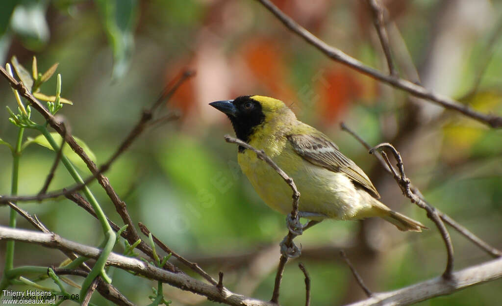 Little Weaver male adult breeding