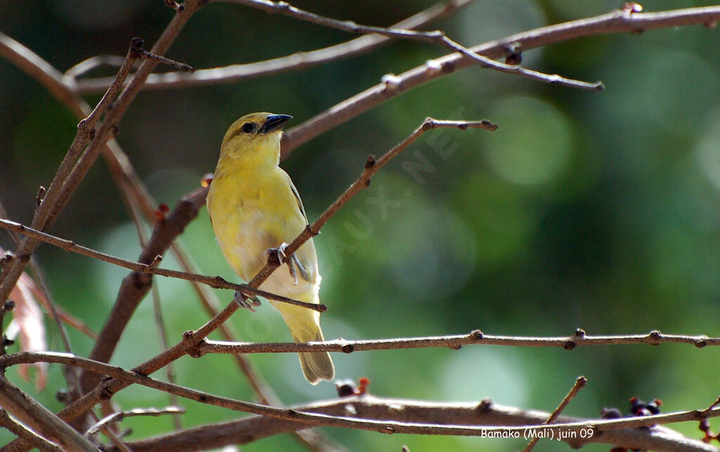 Tisserin minule femelle adulte nuptial, identification