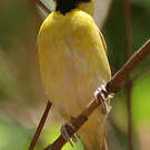 Tisserin minule