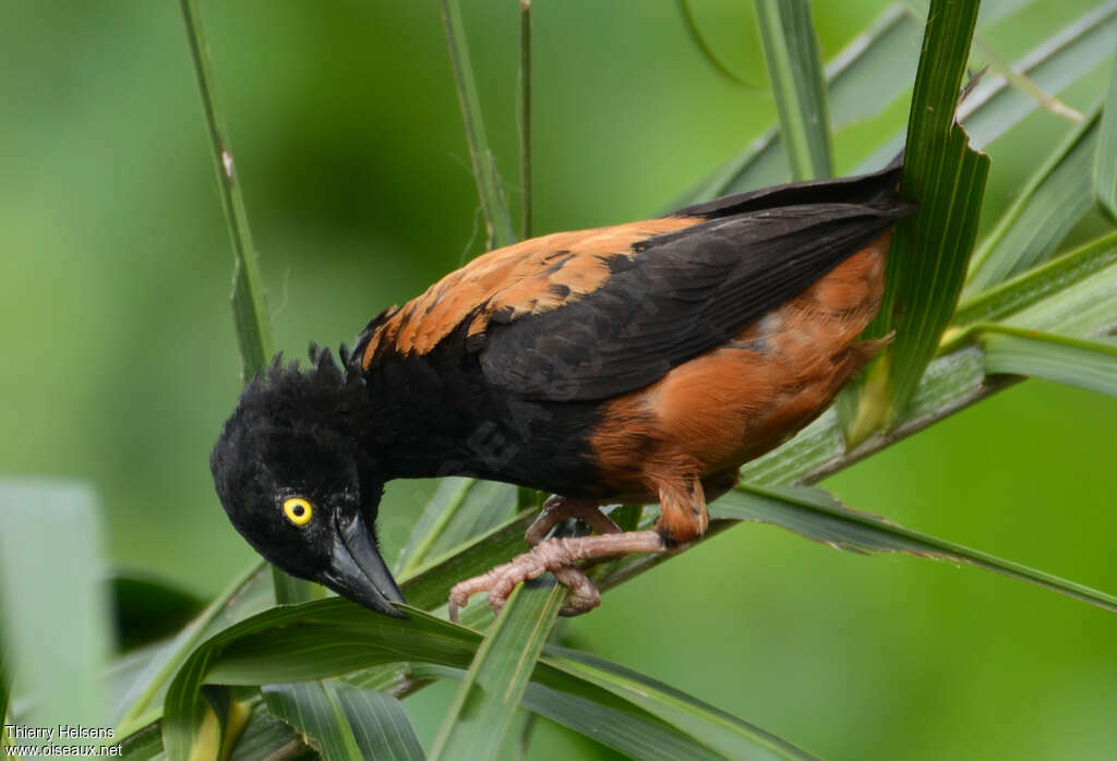 Chestnut-and-black Weaveradult, identification