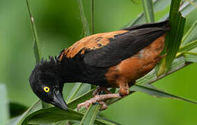 Chestnut-and-black Weaver