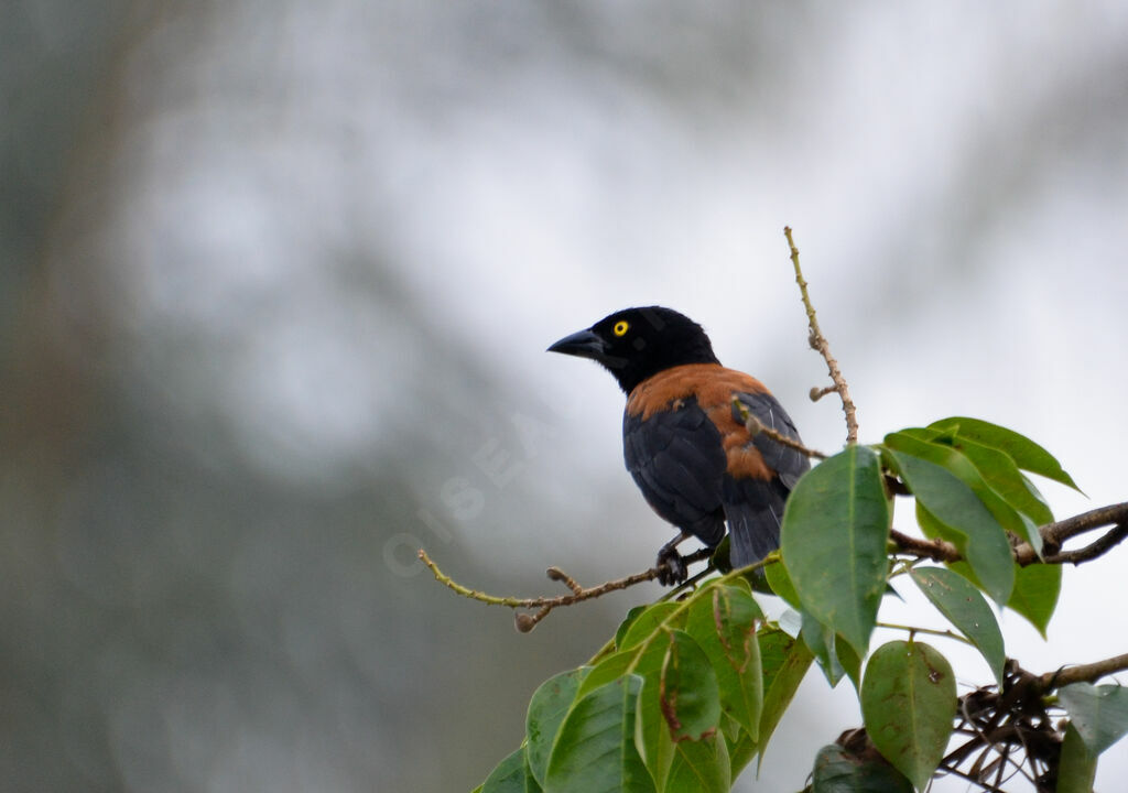 Chestnut-and-black Weaveradult, identification