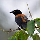 Tisserin noir et marron