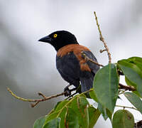 Chestnut-and-black Weaver