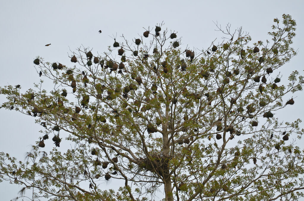 Chestnut-and-black Weaver, Reproduction-nesting