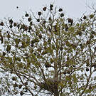 Tisserin noir et marron