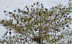 Tisserin noir et marron