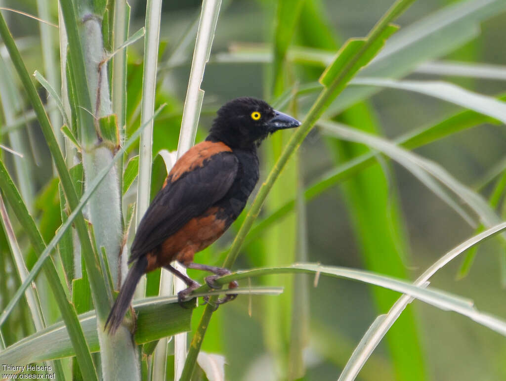 Chestnut-and-black Weaver