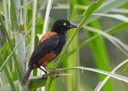 Chestnut-and-black Weaver