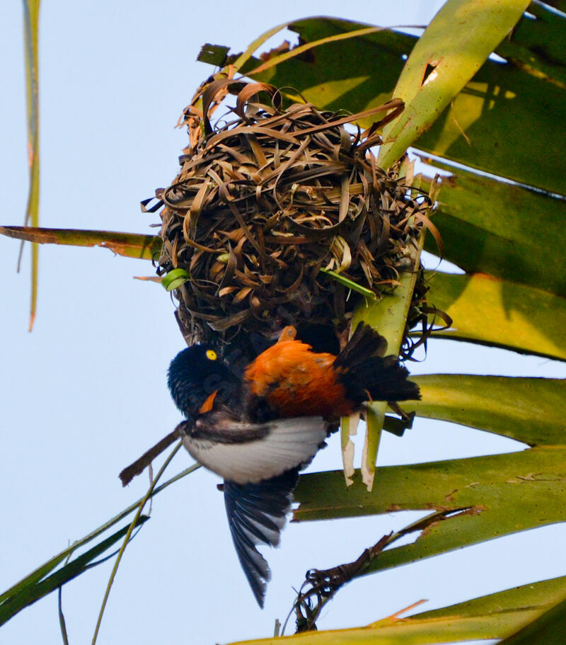 Chestnut-and-black Weaver male adult, Reproduction-nesting