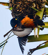 Chestnut-and-black Weaver