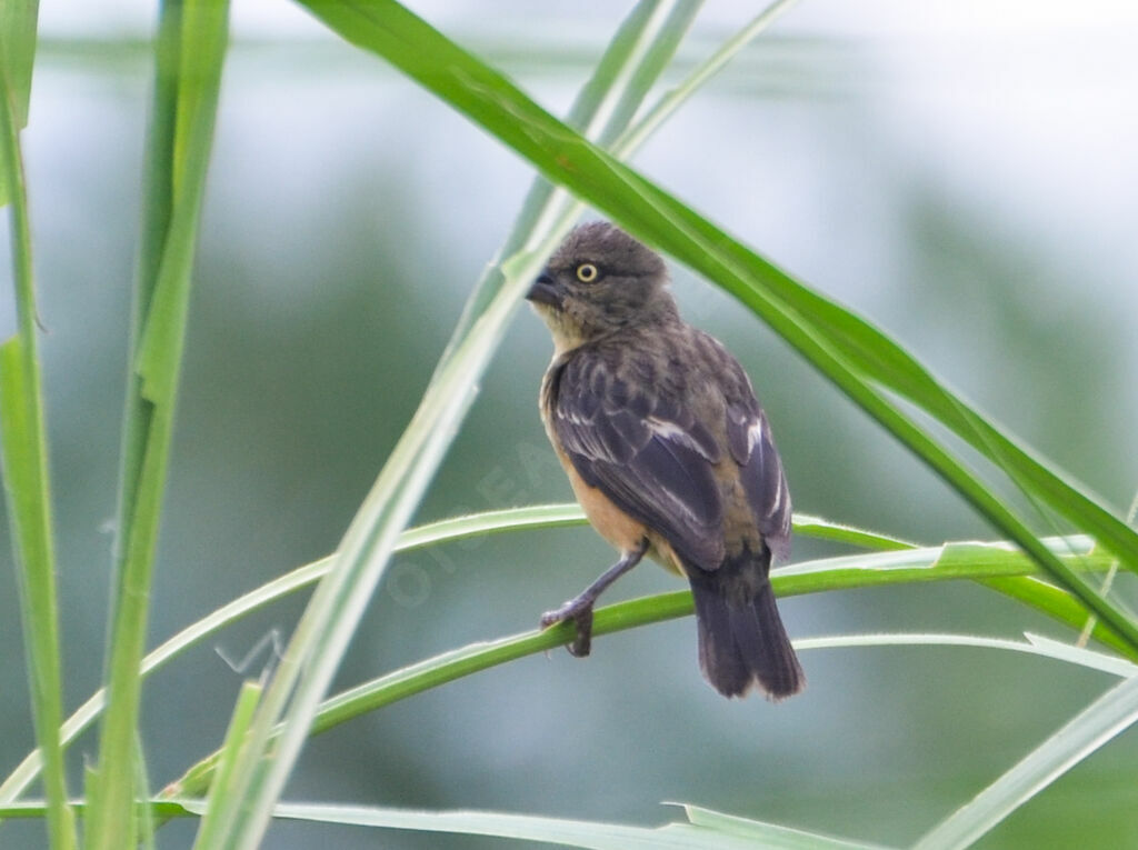 Tisserin noir et marronimmature, identification