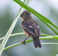 Chestnut-and-black Weaver