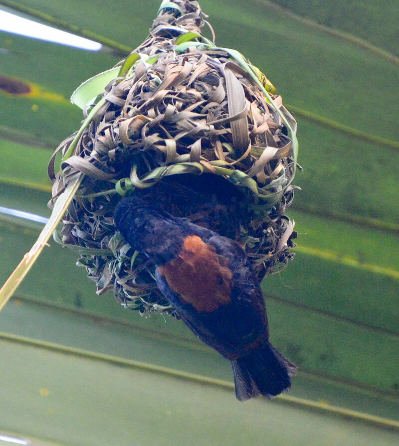 Tisserin noir et marronadulte, Nidification