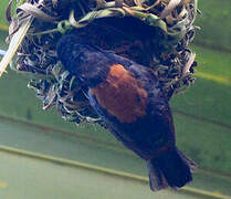 Chestnut-and-black Weaver