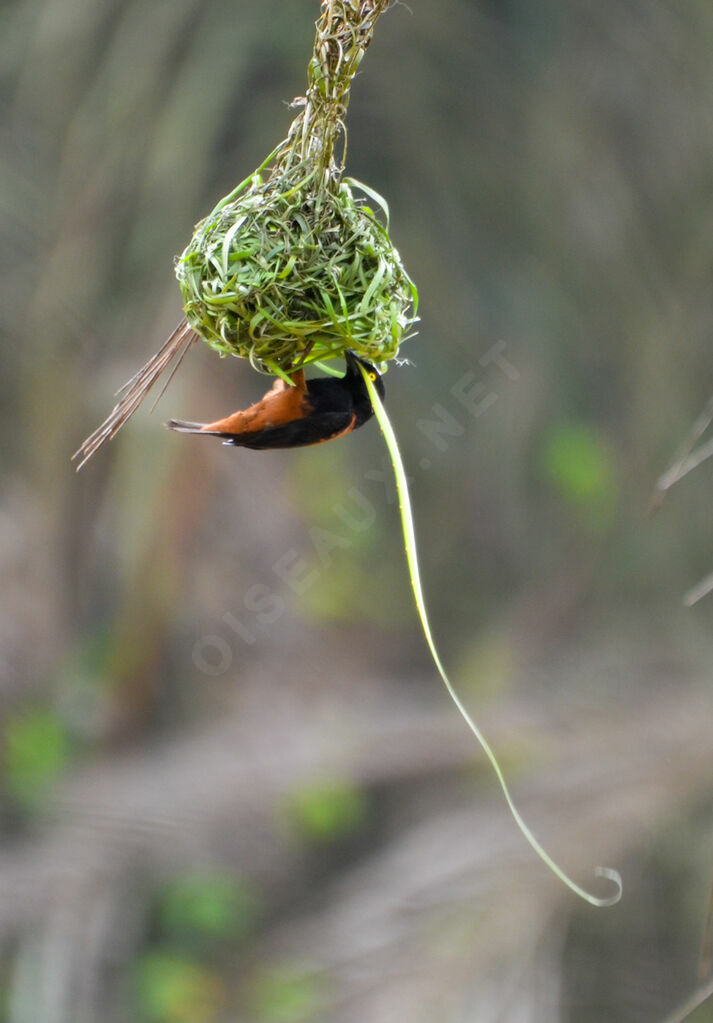 Tisserin noir et marronadulte, Nidification