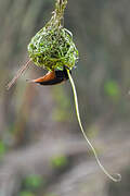 Chestnut-and-black Weaver