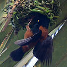 Tisserin noir et marron