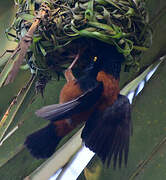 Chestnut-and-black Weaver