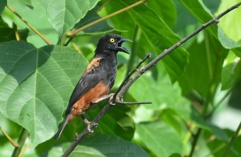Chestnut-and-black Weaveradult breeding, identification