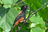 Tisserin noir et marron