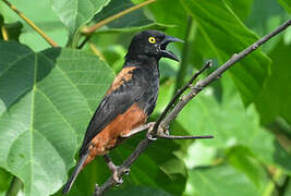 Chestnut-and-black Weaver