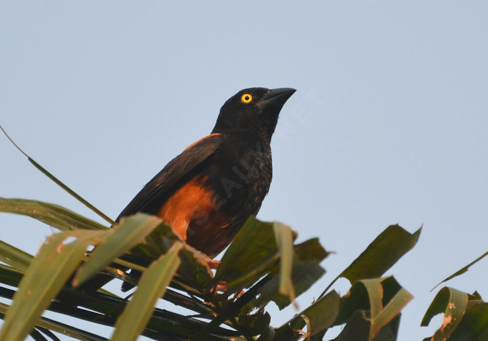 Chestnut-and-black Weaveradult, identification, Reproduction-nesting